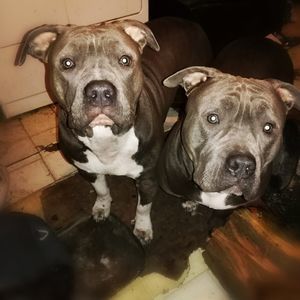 Meet your Posher, Misty